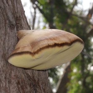 Laetiporus portentosus at Downer, ACT - 28 Jul 2020