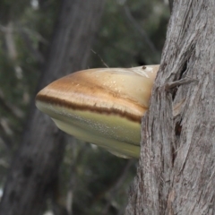 Laetiporus portentosus at Downer, ACT - 28 Jul 2020