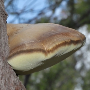 Laetiporus portentosus at Downer, ACT - 28 Jul 2020