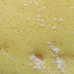 Laetiporus portentosus at Downer, ACT - 28 Jul 2020