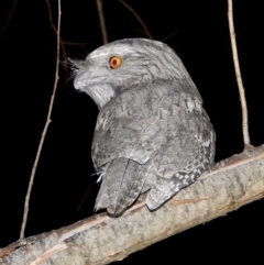 Podargus strigoides (Tawny Frogmouth) at Wodonga Regional Park - 28 May 2020 by WingsToWander