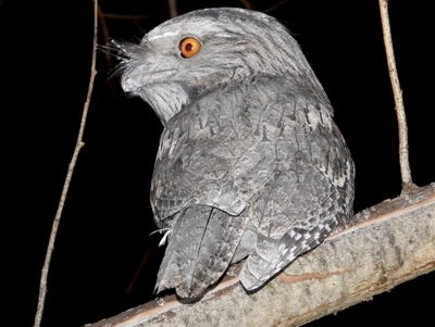 Podargus strigoides (Tawny Frogmouth) at Wodonga Regional Park - 28 May 2020 by WingsToWander