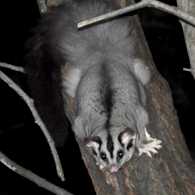 Petaurus norfolcensis (Squirrel Glider) at Wodonga Regional Park - 28 May 2020 by WingsToWander