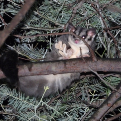 Petaurus norfolcensis (Squirrel Glider) at Wodonga Regional Park - 28 May 2020 by WingsToWander