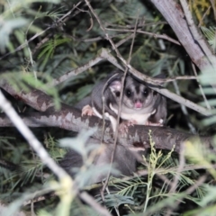 Petaurus norfolcensis (Squirrel Glider) at Bandiana, VIC - 28 May 2020 by WingsToWander