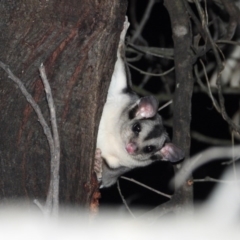 Petaurus norfolcensis (Squirrel Glider) at Wodonga - 28 May 2020 by WingsToWander