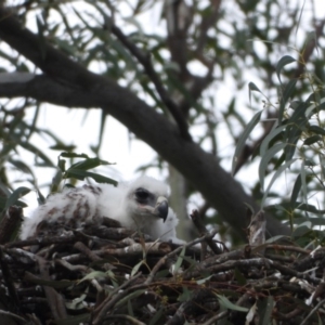 Aquila audax at Wodonga Regional Park - 20 Nov 2019