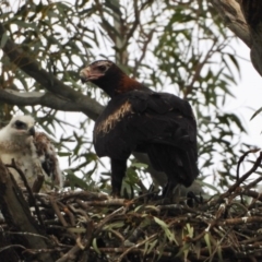 Aquila audax at Wodonga Regional Park - suppressed