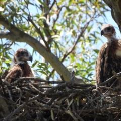 Aquila audax at Wodonga Regional Park - 20 Nov 2019