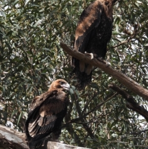 Aquila audax at Wodonga Regional Park - suppressed