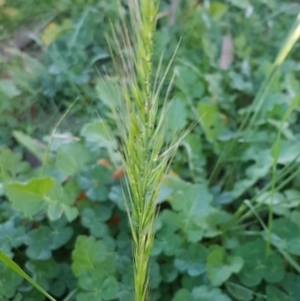 Vulpia bromoides at O'Connor, ACT - 29 Jul 2020