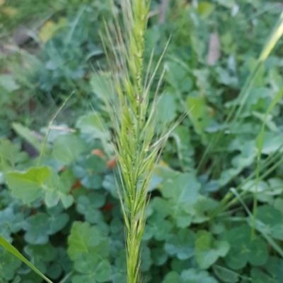 Vulpia bromoides (Squirrel-tail Fescue, Hair Grass) at Magpie Hill Park, Lyneham - 28 Jul 2020 by tpreston