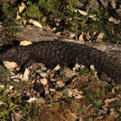 Tiliqua rugosa (Shingleback Lizard) at Majura, ACT - 17 Jul 2020 by jb2602