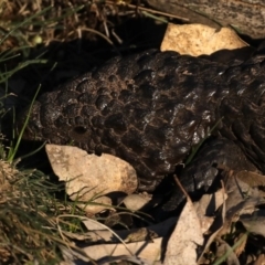 Tiliqua rugosa at Majura, ACT - 17 Jul 2020