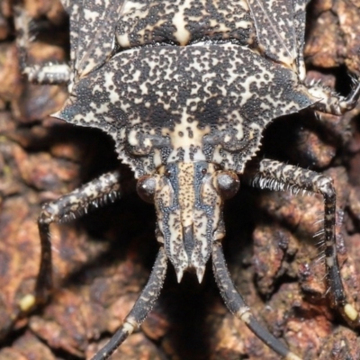 Alcaeus varicornis (Acacia shield bug) at Acton, ACT - 28 Jul 2020 by TimL