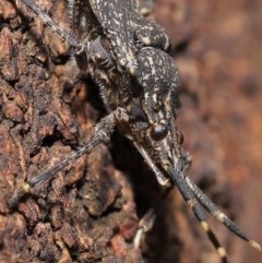 Alcaeus varicornis at Acton, ACT - 28 Jul 2020