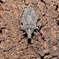 Alcaeus varicornis at Acton, ACT - 28 Jul 2020 12:50 PM