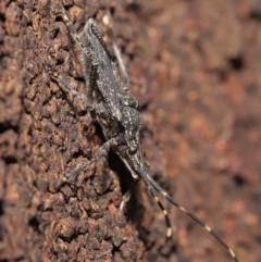 Alcaeus varicornis at Acton, ACT - 28 Jul 2020