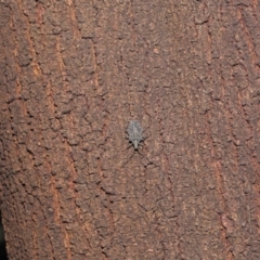 Alcaeus varicornis at Acton, ACT - 28 Jul 2020