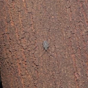 Alcaeus varicornis at Acton, ACT - 28 Jul 2020