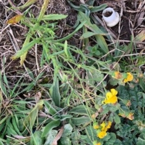 Senecio madagascariensis at Ngunnawal, ACT - 28 Jul 2020