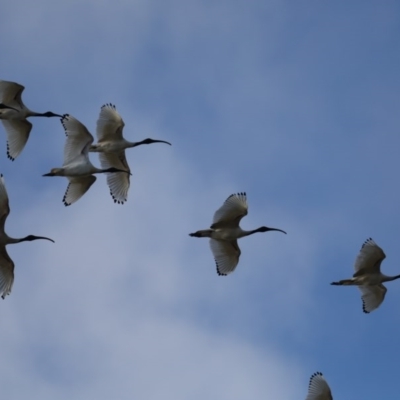 Threskiornis molucca (Australian White Ibis) at Fyshwick, ACT - 16 Jul 2020 by jb2602