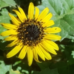 Arctotheca calendula (Capeweed, Cape Dandelion) at Isaacs, ACT - 28 Jul 2020 by Mike