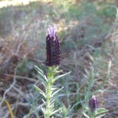 Lavandula stoechas (Spanish Lavender or Topped Lavender) at Isaacs, ACT - 28 Jul 2020 by Mike