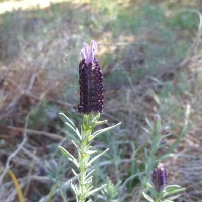 Lavandula stoechas (Spanish Lavender or Topped Lavender) at Isaacs, ACT - 28 Jul 2020 by Mike