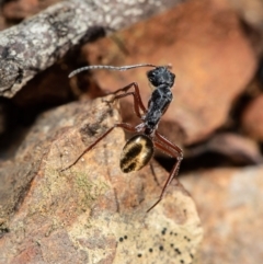 Camponotus suffusus (Golden-tailed sugar ant) at ANBG - 29 Jul 2020 by Roger