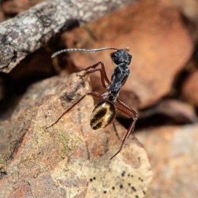 Camponotus suffusus (Golden-tailed sugar ant) at Acton, ACT - 29 Jul 2020 by Roger