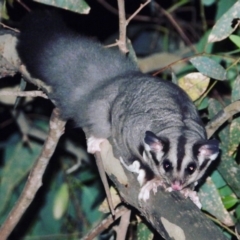 Petaurus norfolcensis (Squirrel Glider) at Wodonga - 23 Jan 2020 by WingsToWander