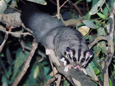 Petaurus norfolcensis (Squirrel Glider) at Wodonga Regional Park - 23 Jan 2020 by WingsToWander