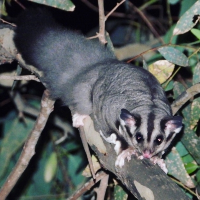 Petaurus norfolcensis (Squirrel Glider) at Bandiana, VIC - 23 Jan 2020 by WingsToWander