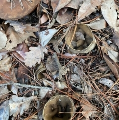 Helvella? olive-brown at Burra, NSW - 28 Jul 2020 by Woowoolahra