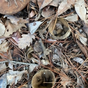 Helvella? olive-brown at Burra, NSW - 28 Jul 2020