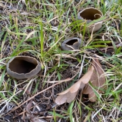 Helvella? olive-brown at Burra, NSW - 28 Jul 2020