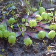 Asterella drummondii (A thallose liverwort) at Black Mountain - 28 Jul 2020 by RWPurdie