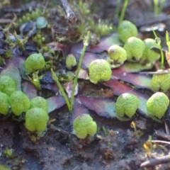 Asterella drummondii (A thallose liverwort) at Downer, ACT - 28 Jul 2020 by RWPurdie