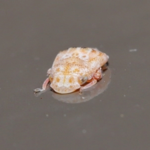 Stenocotis sp. (genus) at Acton, ACT - 28 Jul 2020