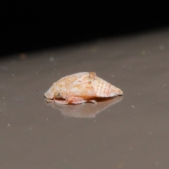 Stenocotis sp. (genus) at Acton, ACT - 28 Jul 2020