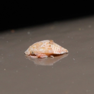 Stenocotis sp. (genus) at Acton, ACT - 28 Jul 2020