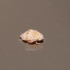 Stenocotis sp. (genus) at Acton, ACT - 28 Jul 2020