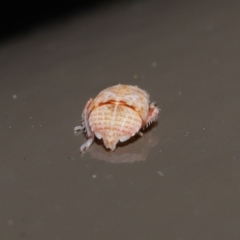 Stenocotis sp. (genus) at Acton, ACT - 28 Jul 2020