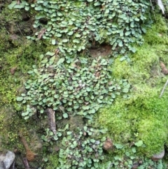 Targionia lorbeeriana (A liverwort) at Downer, ACT - 28 Jul 2020 by RWPurdie