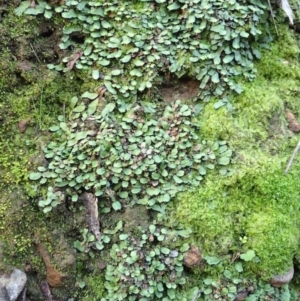 Targionia lorbeeriana at Black Mountain - 29 Jul 2020