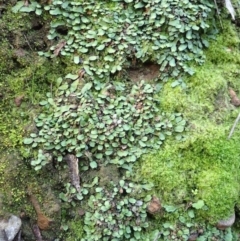 Targionia lorbeeriana (A liverwort) at Point 14 - 28 Jul 2020 by RWPurdie