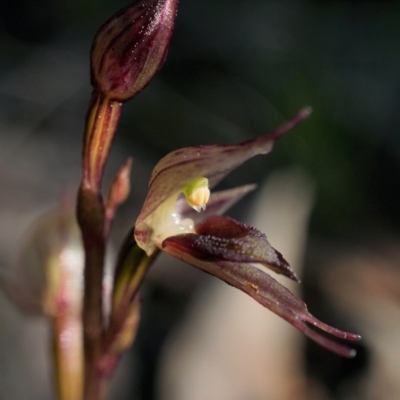 Acianthus collinus (Inland Mosquito Orchid) at Black Mountain - 28 Jul 2020 by shoko
