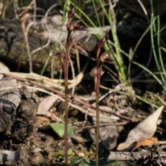 Acianthus collinus at Acton, ACT - 29 Jul 2020