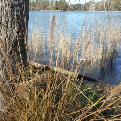 Cenchrus purpurascens (Swamp Foxtail) at Downer, ACT - 28 Jul 2020 by Mike